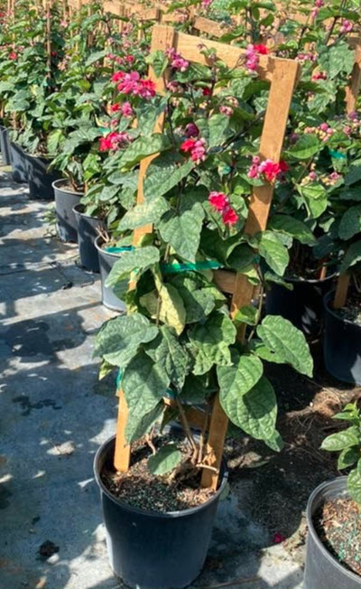 10" Clerodendron Bleeding Heart Red Trellis 